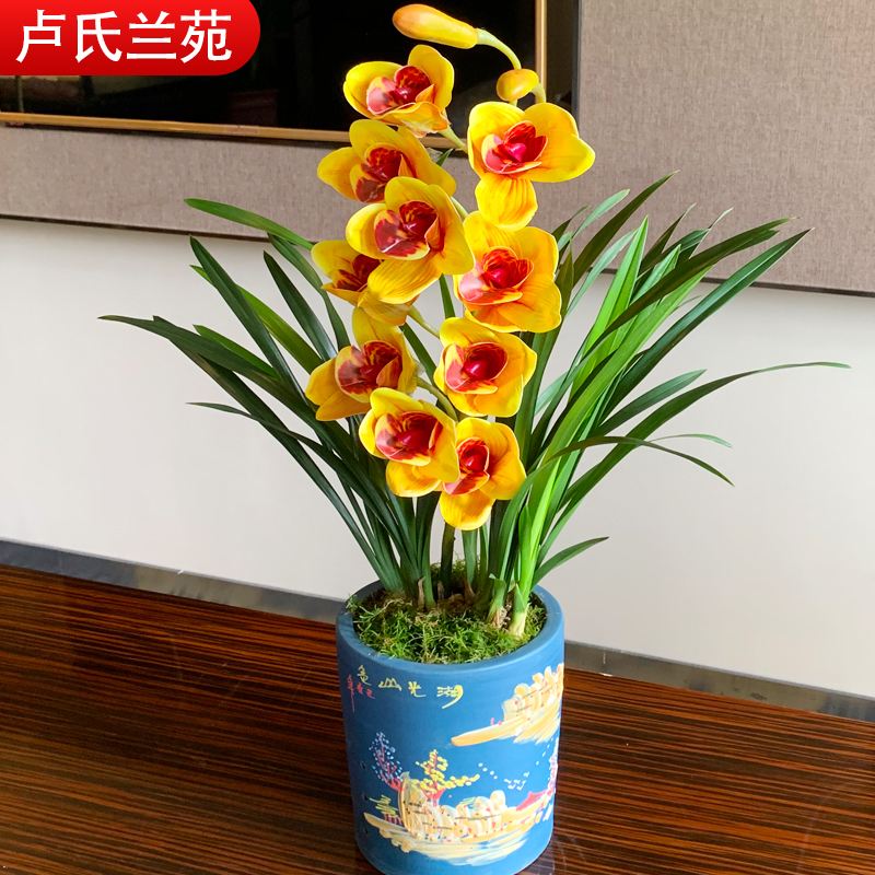 不含盆兰花室内阳台绿植兰花苗客b厅草本花卉荣华富贵冬季非常容