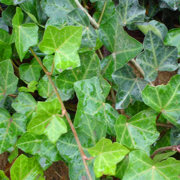 中华常春藤 垂挂攀沿藤本植物四季常青盆栽地栽花卉庭院长春藤苗