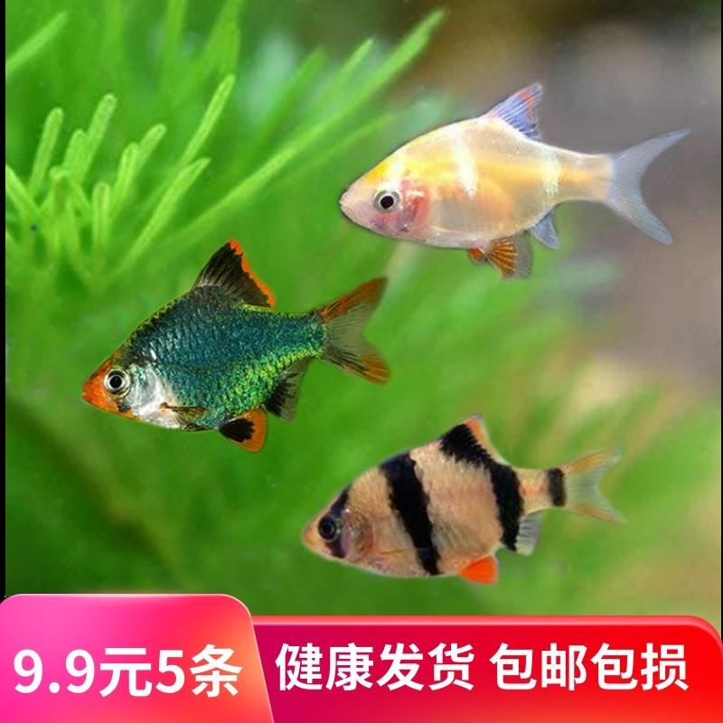 速发-=??观赏鱼小型热温耐活淡水自养不加温小鱼活常带好养易家