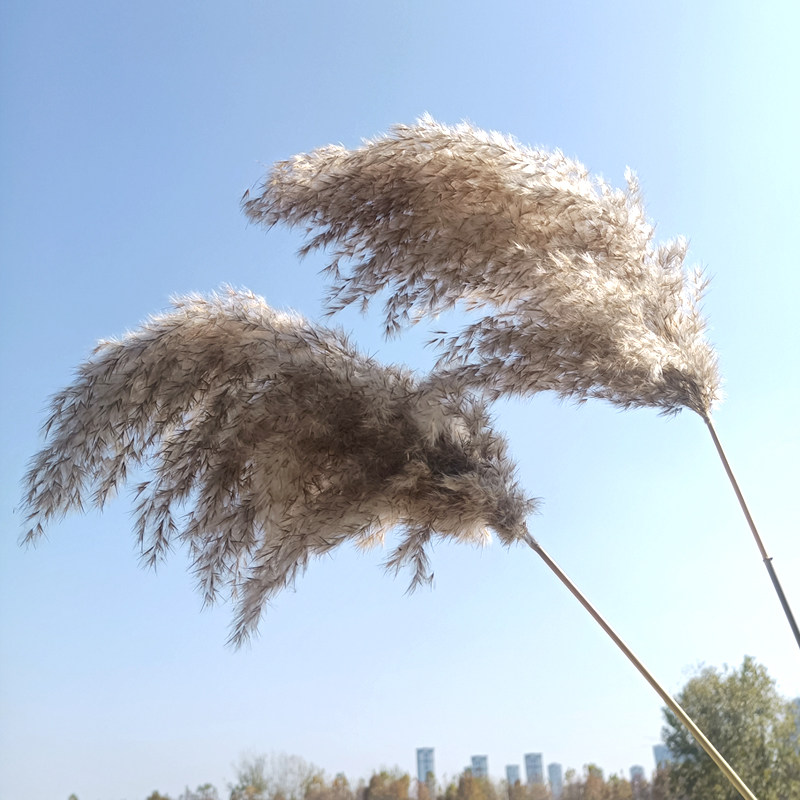速发真摄花芦叶大芦花大粽苇田园装饰干影场景婚礼拍摄道具包邮