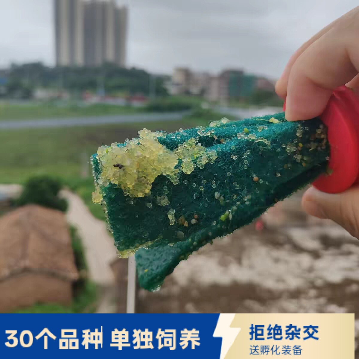 观背青鳉鱼卵星光品种混搭保底16品种锦鳉云州便宜原生冷水鱼
