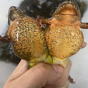 东北林蛙鲜活 长白山活林蛙大母豹子活体雪蛤活蛤蟆顺丰包邮