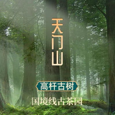 易武天门山普洱茶生茶饼茶茶叶