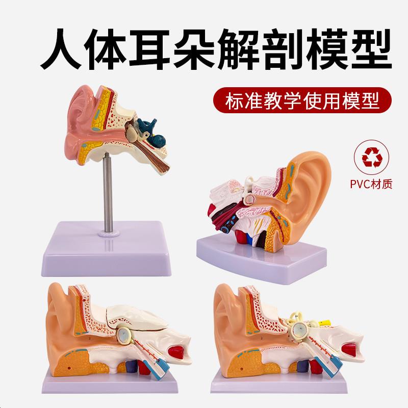 耳模型桌上型耳解剖模型外中内耳部听觉系统器官耳朵构造教学医学