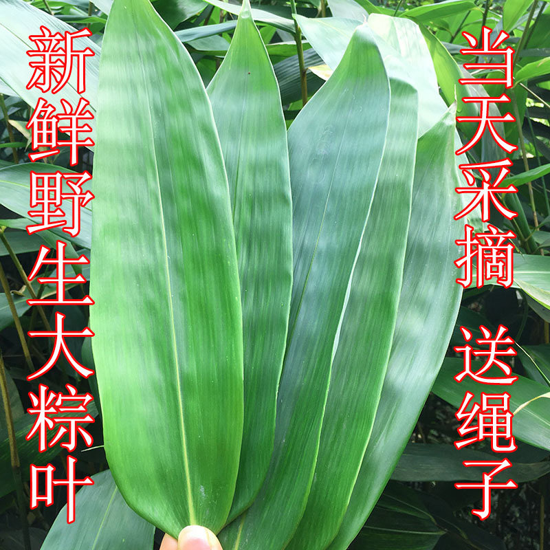 粽子叶粽叶免邮新鲜大号家用竹叶棕叶野生箬叶非芦苇叶现摘100片