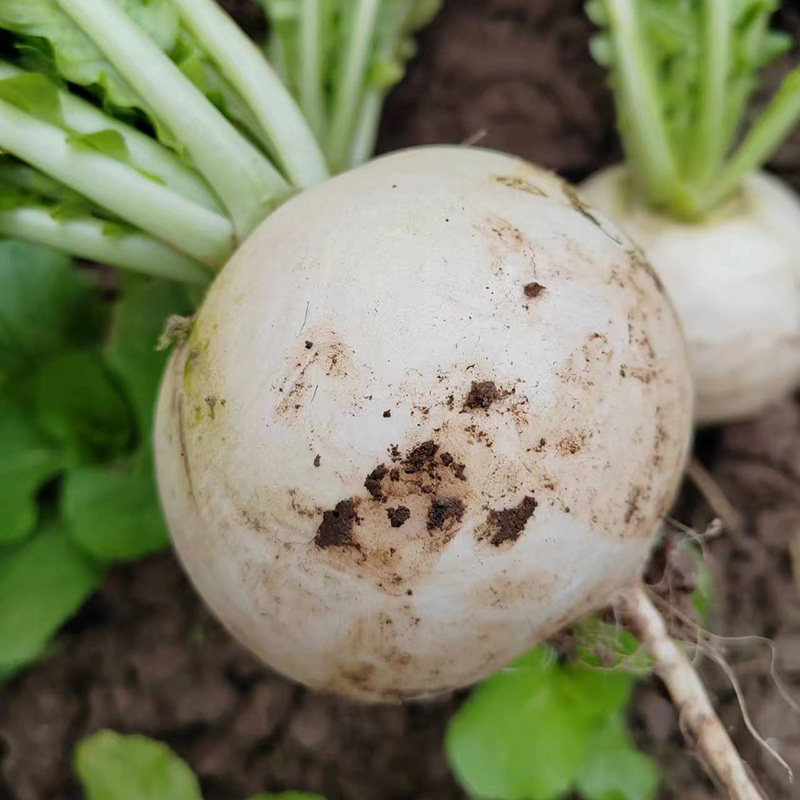 四川现拔新鲜白萝卜农家自种蔬菜当季春不老萝卜泡菜圆萝卜5斤