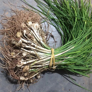 四川新鲜野葱野菜苦蒜小根蒜胡葱野生葱百薤白香葱野蒜苦藠头现挖