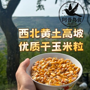 黄土高原自然晒干优质黄玉米颗粒饱满粒鸡鸭鹅鸽子鸟饲料喂兔仓鼠