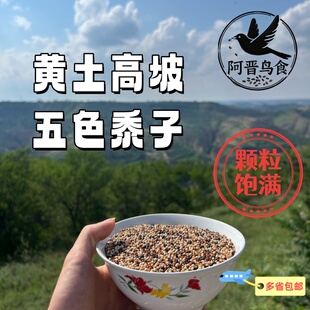 黄土高原虎皮玄凤牡丹鹦鹉五色黍子靡子黎子颗粒饱满优质好粮直供