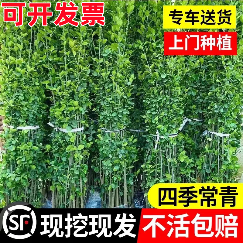 围墙篱笆植物大叶北海道黄杨苗冬青树苗四季常青耐寒庭院绿篱树苗