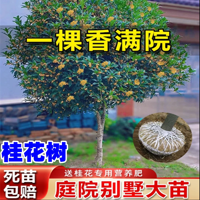 桂花树盆栽植物庭院别墅四季耐寒