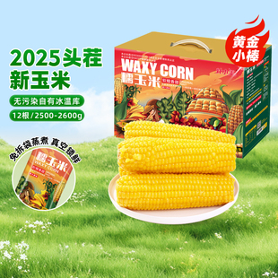 灶小美玉米新鲜糯玉米棒子非即食内蒙古高原早餐粗粮玉米真空礼盒