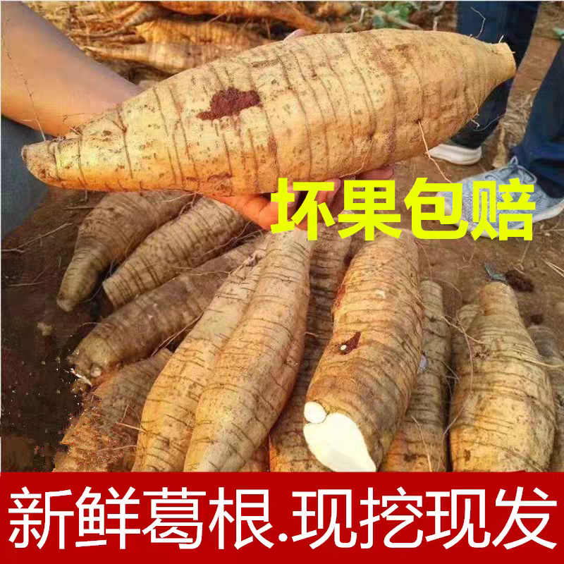 新鲜葛根广西现挖正宗野和平粉葛无渣葛薯广东生吃煲汤解酒包邮