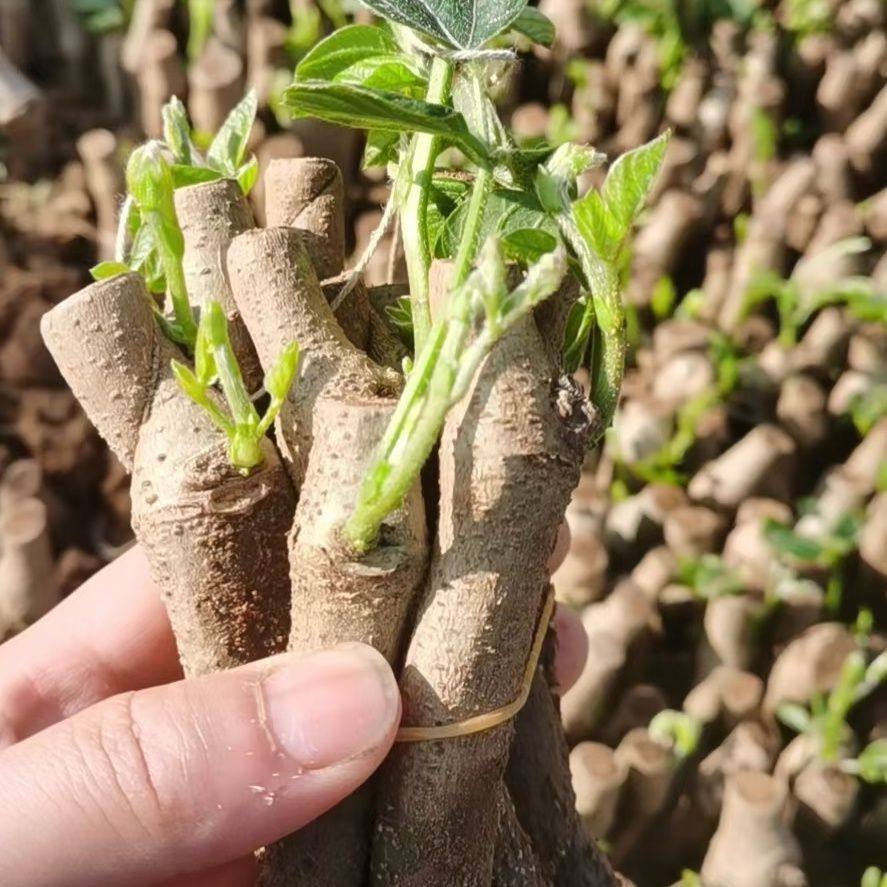 葛根苗种植苗广西藤县和平无渣粉葛苗食用粉葛薯苗发芽葛根苗包邮