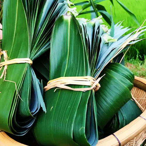 新鲜现摘粽子叶正宗广西大芒叶野外纯新鲜宽大粽子叶非芦苇叶包邮