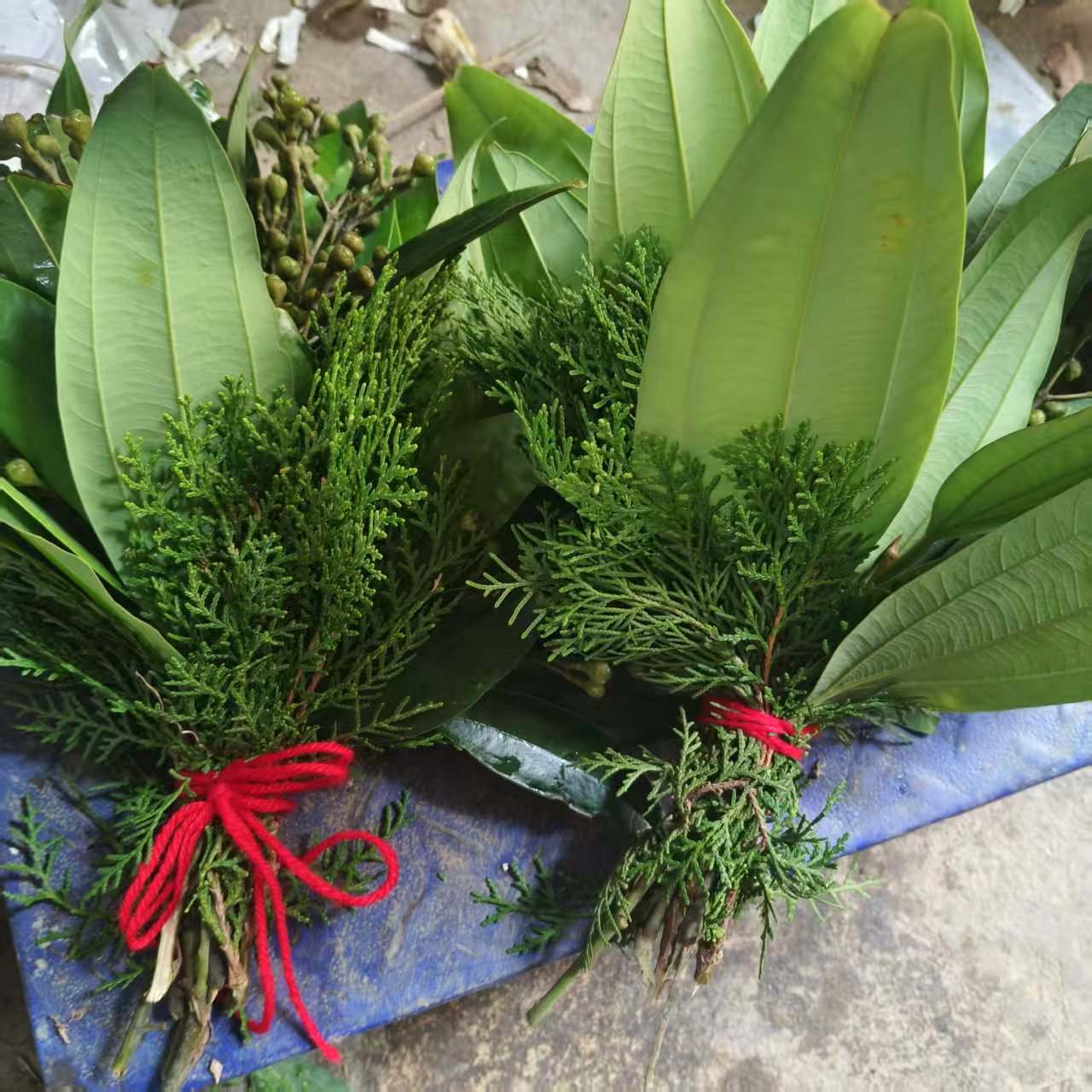 新鲜桂叶肉桂叶百枝桂叶喜庆吉祥品生鲜采摘发货可配送喜柏叶包邮