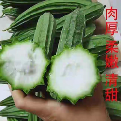 新鲜采摘鲜嫩广西玉林本地农家丝瓜当季绿色八角棱瓜水瓜露天蔬菜