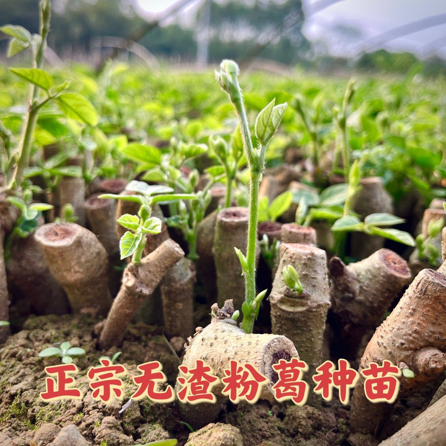 广西藤县和平镇葛根苗地栽无渣粉葛苗南北方种植苗细叶绿带芽包邮