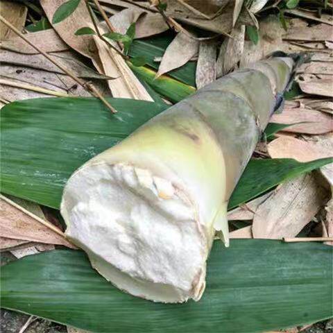 广西婆家新鲜大头竹笋现挖竹笋绿皮带壳夏笋做酸笋麻竹包邮坏包赔
