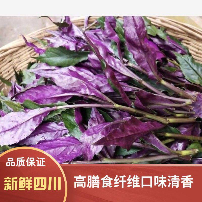 四川特产血皮菜鲜红皮菜紫背菜时令蔬菜火锅烧烤当季批发
