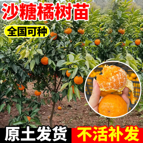 砂糖橘树苗南北可种地栽盆栽