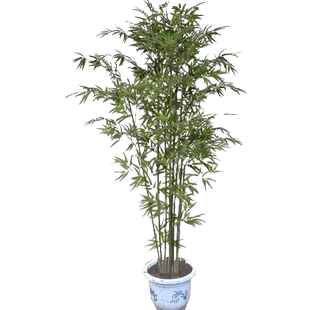 竹子苗庭院四季常青耐寒植物观赏大型竹子盆栽紫竹苗黄金竹罗汉竹