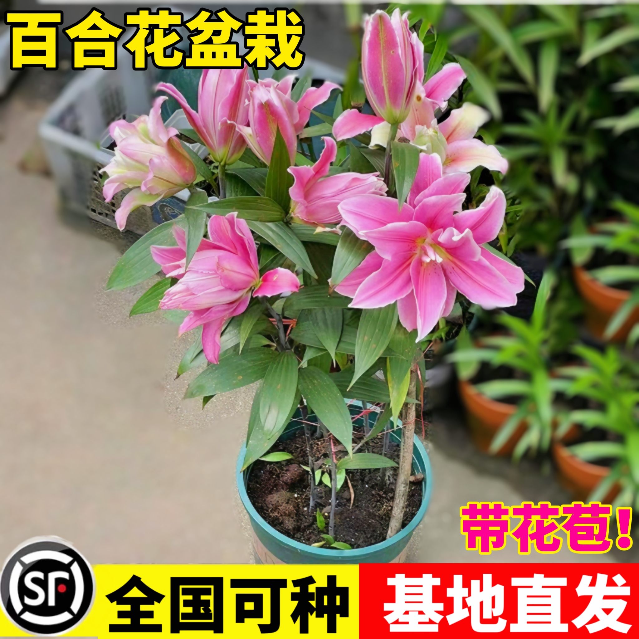 香水百合花盆栽带花苞鲜花进口重瓣高端室内空气净化四季开花好养