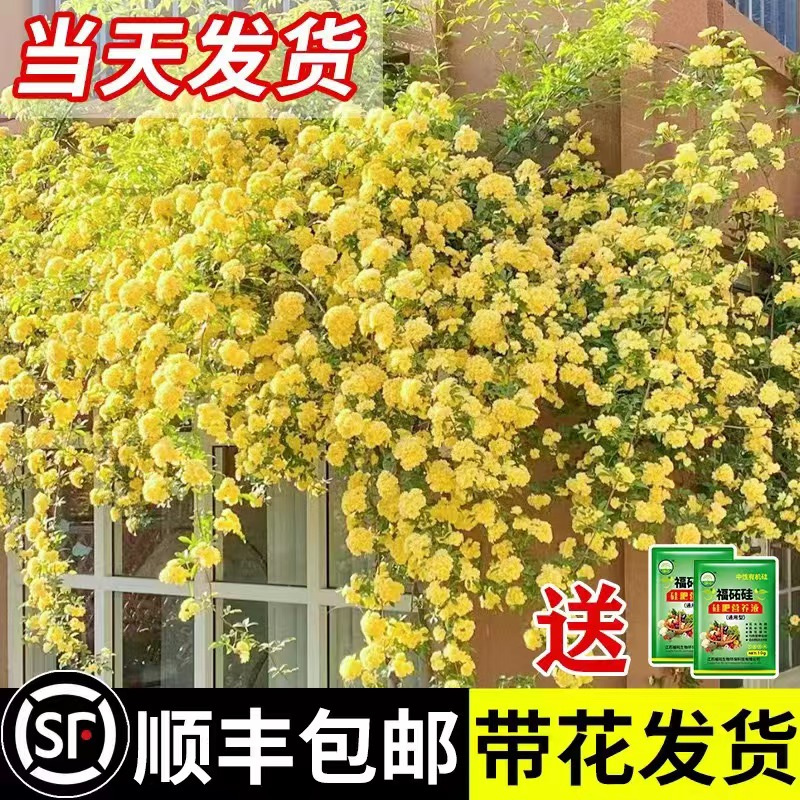 黄木香花苗爬藤植物花卉重瓣白木香树苗蔷薇阳台庭院四季开花盆栽