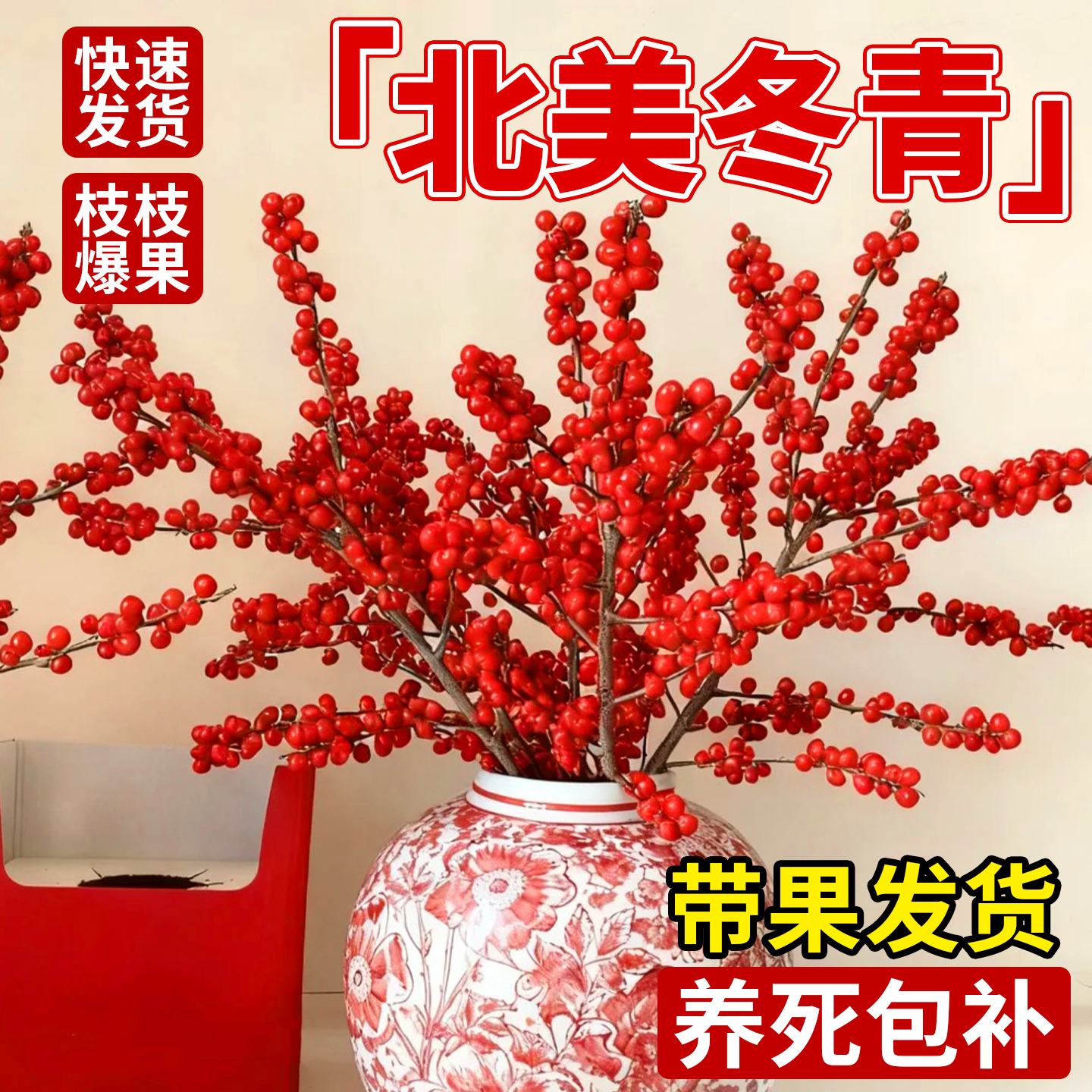 北美冬青盆栽树苗带果公树