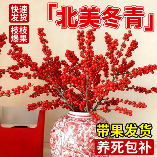 北美冬青盆栽树苗带果公树冬青红果真花红果子进口年宵花花卉雄株
