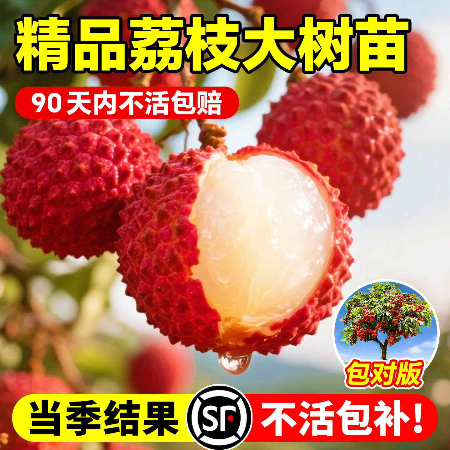 无核桂味荔枝树苗嫁接当年结果