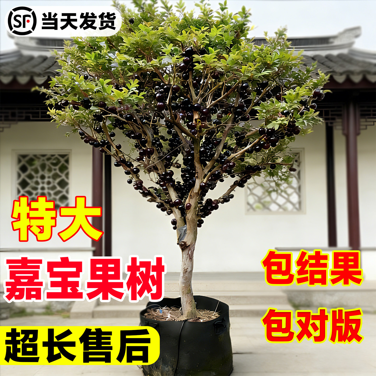 正宗嘉宝果树苗特大嫁接当年结果