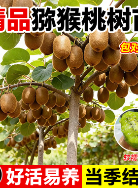 猕猴桃树果苗雌雄同株猕猴桃苗徐香嫁接南北方种植庭院四季可种植