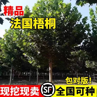 法国梧桐树苗悬铃木大树庭院风景行道园林绿化苗木中国青桐法桐木