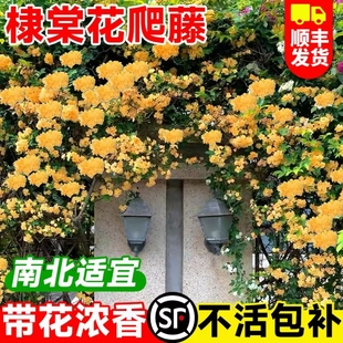 重瓣棣棠花苗盆栽庭院室外爬藤植物耐寒耐热藤蔓攀援花卉多季开花