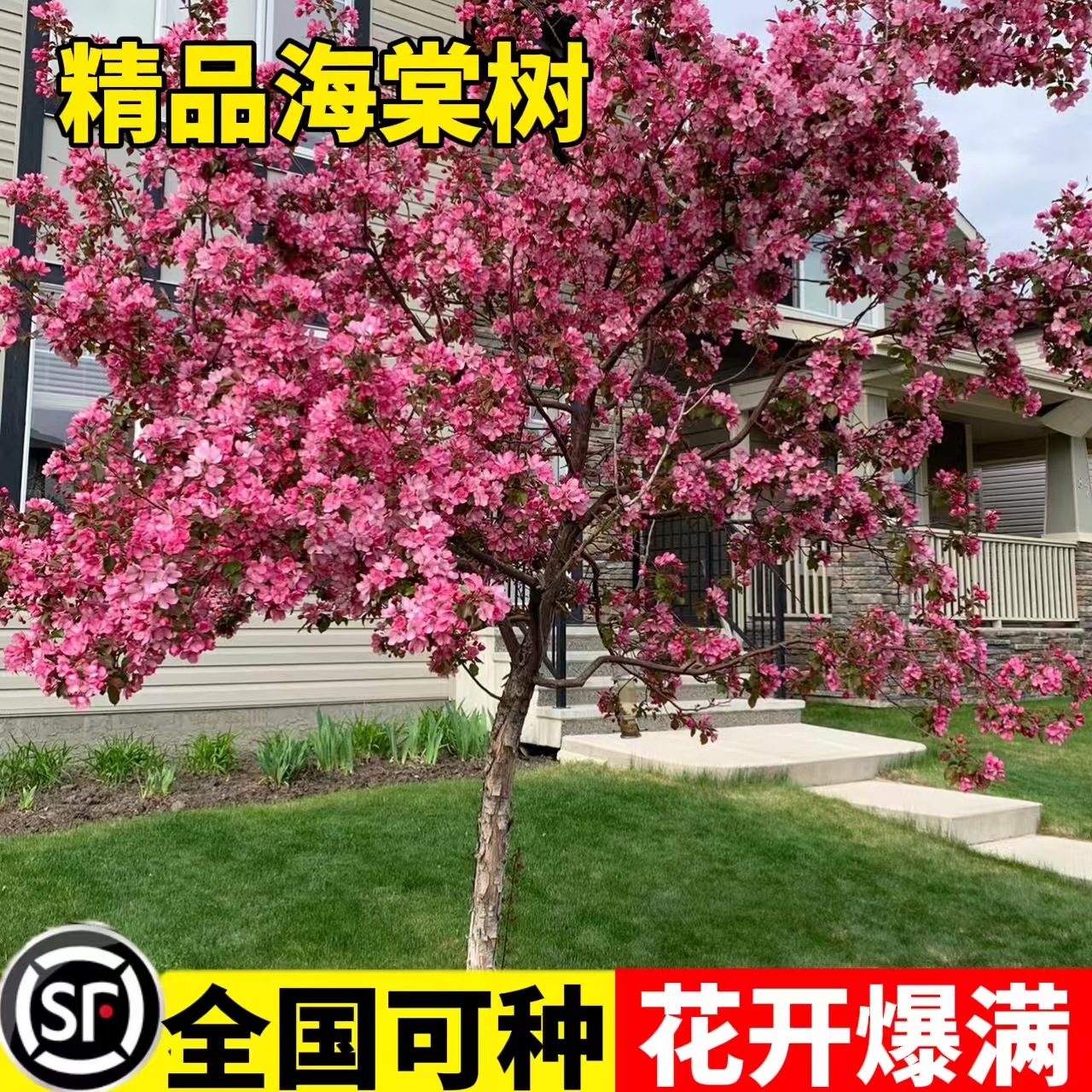 北美海棠庭院地栽高杆海棠花树苗西府垂丝果树苗耐寒植物四季好养