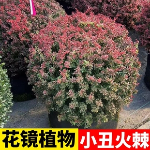 小丑火棘球火棘塔柴耐寒变色花镜植物龟甲冬青亮晶球花园设计搭配