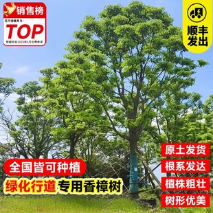 香樟树苗大树樟木庭院绿化四季常青南北方种植耐寒工程绿化树苗