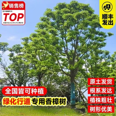 喜栽南北方种植工程绿化