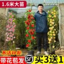 蔷薇花苗爬藤月季 庭院阳台藤蔓植物龙沙宝石大花玫瑰爬墙藤本月季