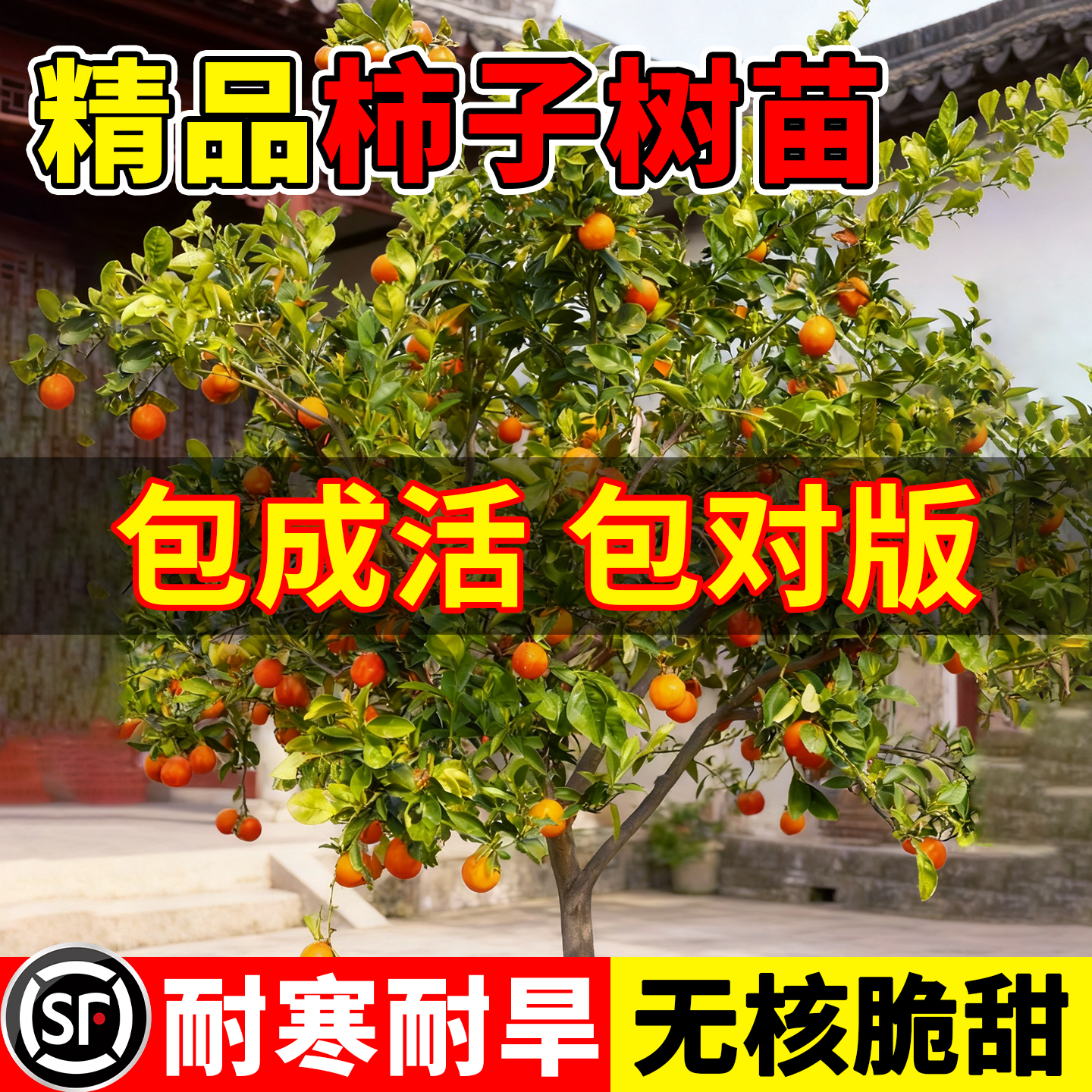 柿子树果苗庭院果树特大