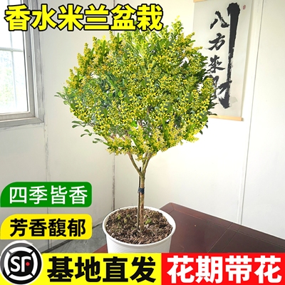 米兰花盆栽带花苞浓香型