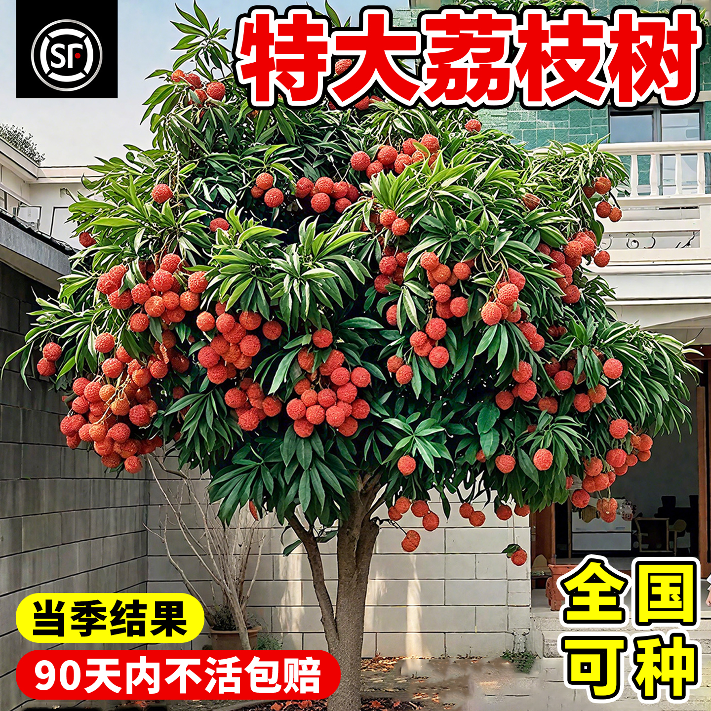 合江无核荔枝树苗嫁接盆栽结果