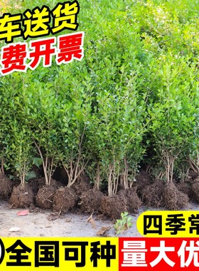 小叶黄杨苗瓜子黄杨球苗庭院绿篱树苗独杆黄杨树苗大叶黄杨冬青苗