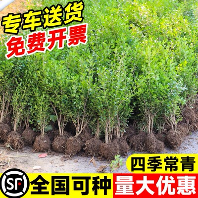 小叶黄杨四季常青南北可种