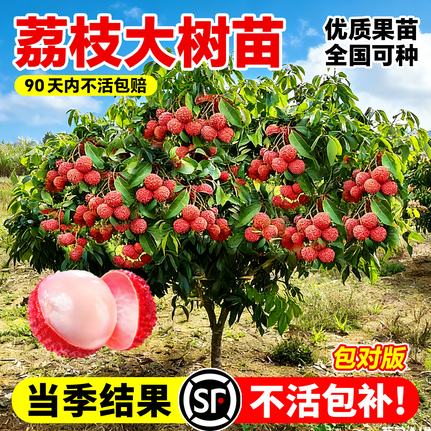 耐寒嫁接无核荔枝果苗当年结果