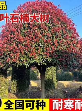 红叶石楠树苗球庭院绿化植物南北方种常青植园林绿化带四季风景树