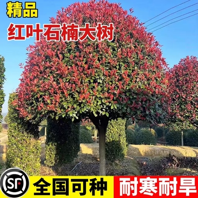 红叶石楠树苗球庭院绿化植物南北方种常青植园林绿化带四季风景树