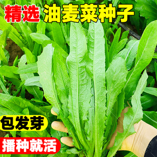 油麦菜种子大叶耐热四季农家阳台盆栽油麦苦菜籽大颗青菜蔬菜种籽