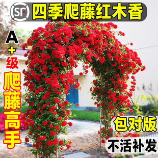 四季爬藤红木香花苗爬藤植物庭院花卉盆栽重瓣黄木香无刺蔷薇花苗